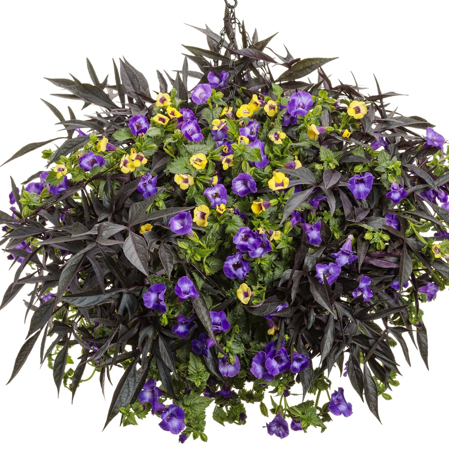 A hanging basket featuring lush green foliage, Illusion® Midnight Lace Sweet Potato Vine's purple-black leaves, and clusters of vibrant purple and yellow flowers set against a white background - Photo Courtesy of Proven Winners, Inc. Decorative pot not included.