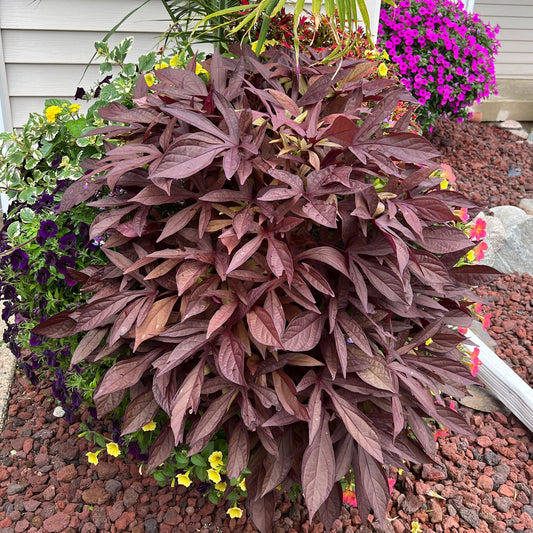 An Illusion® Penny Lace™ Ornamental Sweet Potato Vine with dark purple, elongated leaves is set among yellow, purple, and bright pink flowers in a mulched garden bed beside a beige-sided house - Photo Property of Garden Crossings LLC.