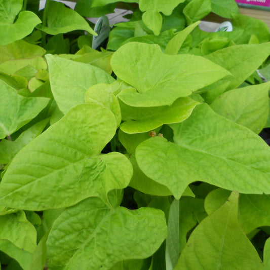 Margarita Sweet Potato Vine (Ipomoea) - Photo Property of Garden Crossings LLC