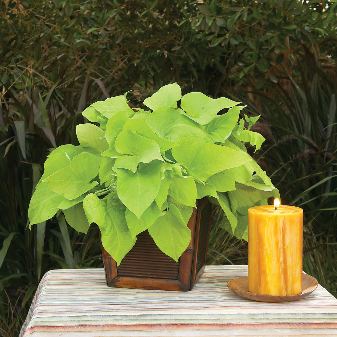 A Margarita Sweet Potato Vine (Ipomoea) potted plant sits on a striped tablecloth beside a large yellow candle, with dense foliage in the background for a lush groundcover effect - Photo Courtesy of Proven Winners, Inc. Decorative pot not included.
