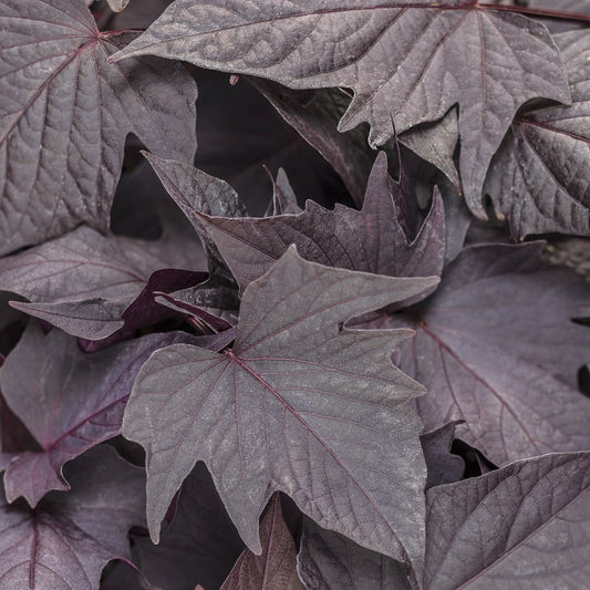 Sweet Caroline Bewitched After Midnight™ Ipomoea - Photo Courtesy of Proven Winners, Inc.