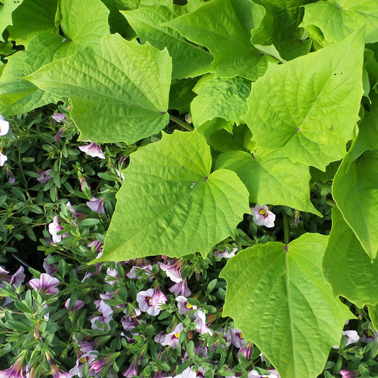Sweet Caroline Bewitched Green With Envy™ Sweet Potato Vine (Ipomoea) - Photo Property of Garden Crossings LLC