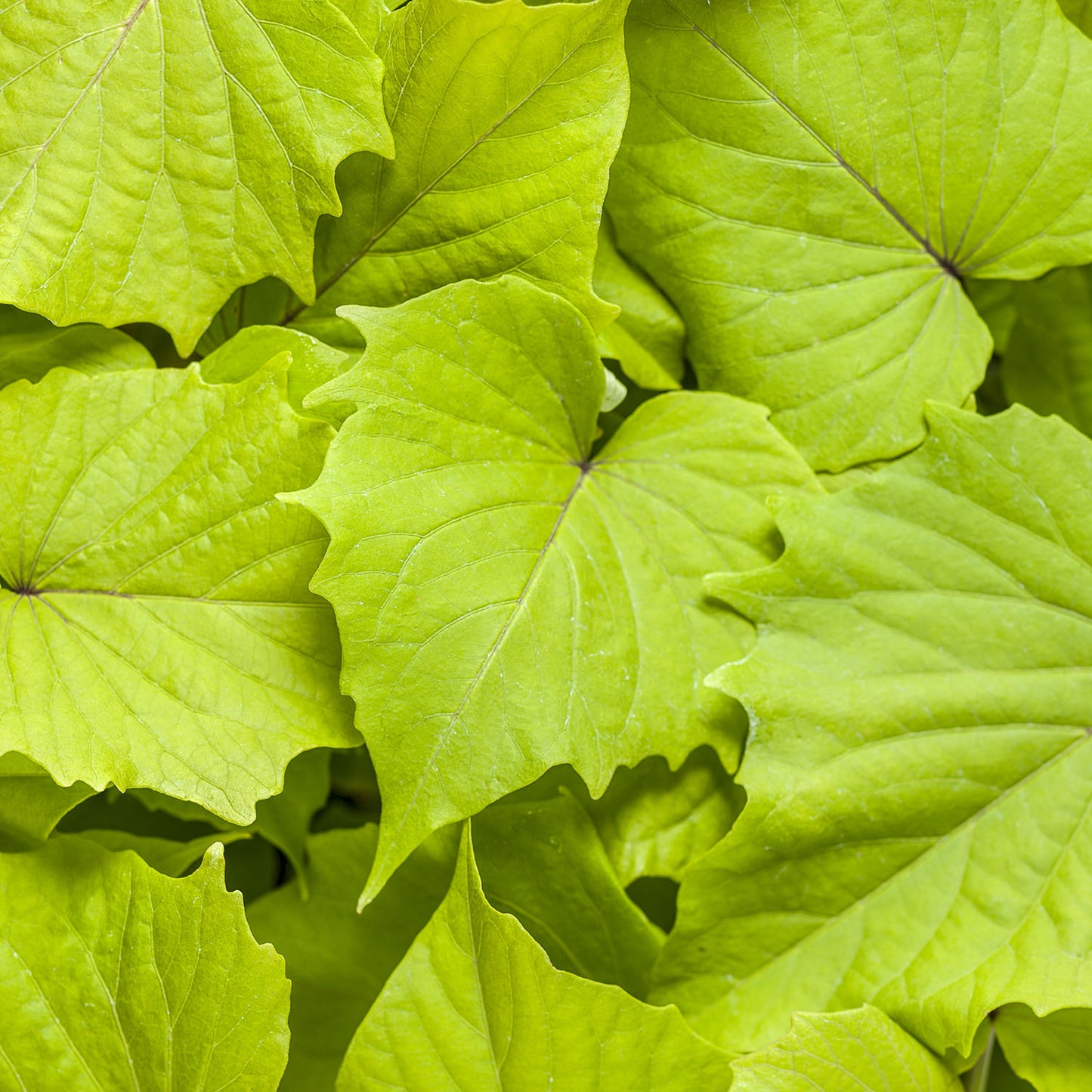 A close-up of overlapping, vibrant chartreuse leaves with visible veins and jagged edges of Sweet Caroline Bewitched Green With Envy™ Sweet Potato Vine (Ipomoea), forming a fresh and lush natural backdrop - Photo Courtesy of Proven Winners, Inc.