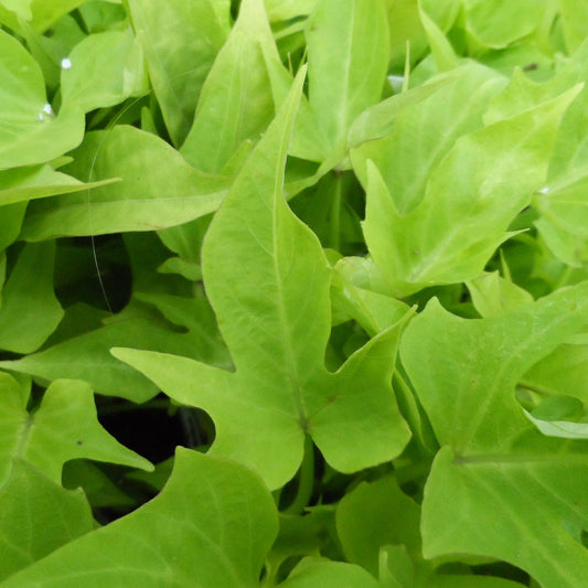 A close-up of 'Sweet Caroline Light Green' Sweet Potato Vine (Ipomoea) shows its bright green, pointed, lobed leaves overlapping to create a dense, lush appearance - Photo Property of Garden Crossings LLC.