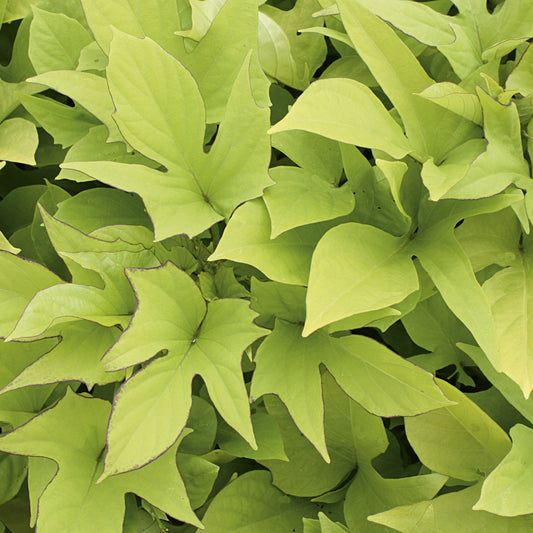 Sweet Caroline Light Green' Sweet Potato Vine (Ipomoea) - Photo Courtesy of Proven Winners, Inc.