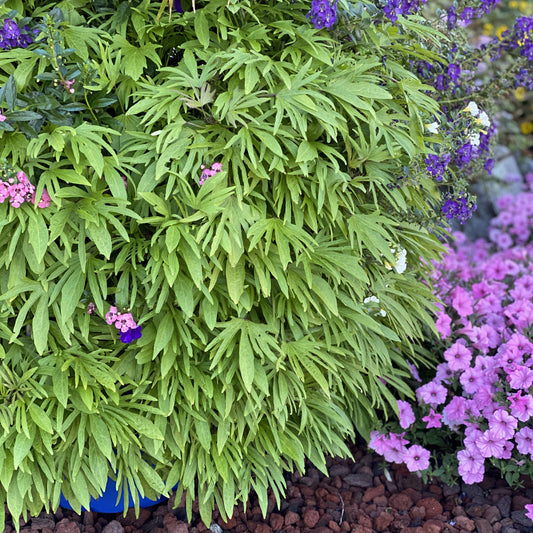 Sweet Caroline Medusa™ Green Ornamental Sweet Potato Vine (Ipomoea) - Photo Property of Garden Crossings LLC