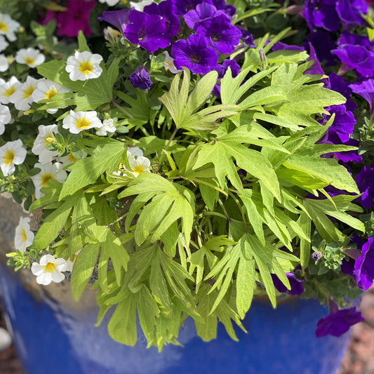Sweet Caroline Medusa™ Green Ornamental Sweet Potato Vine (Ipomoea) - Photo Property of Garden Crossings LLC