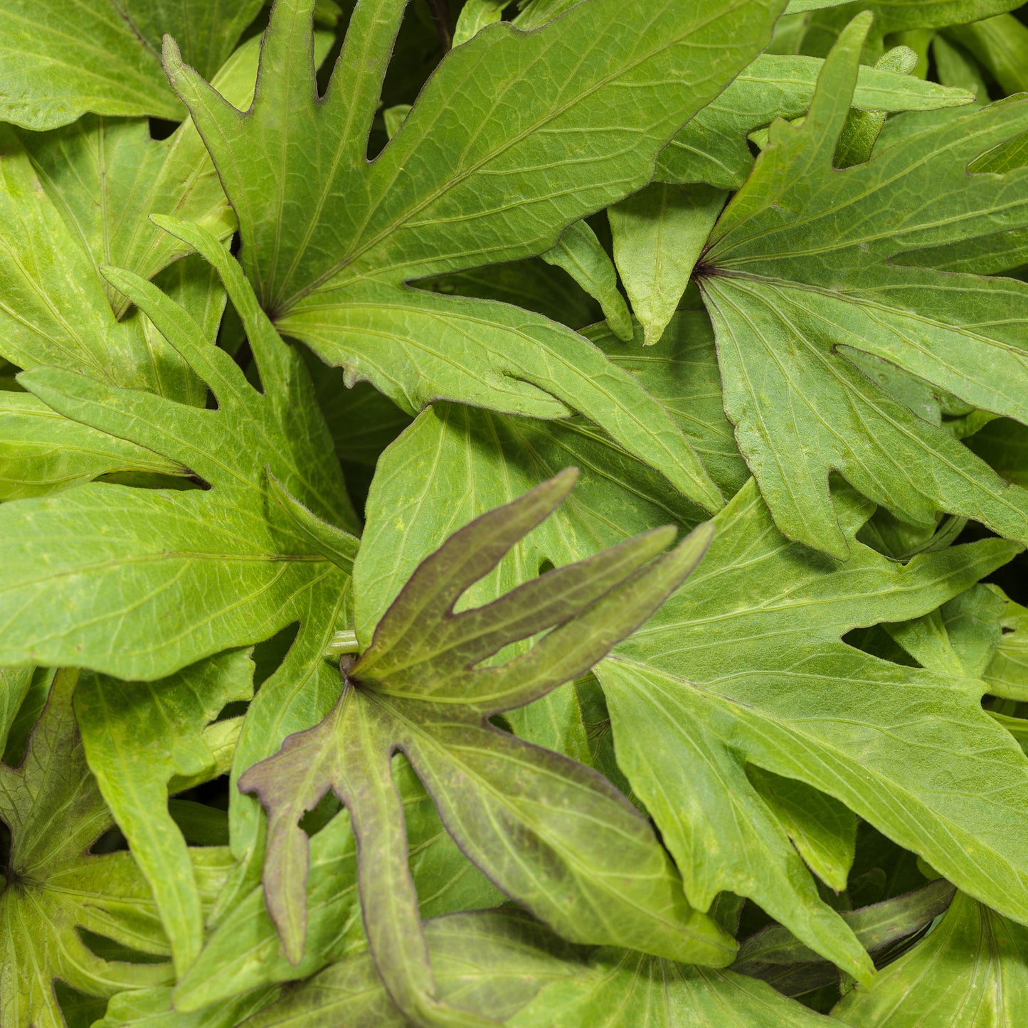 Sweet Caroline Medusa™ Green Ornamental Sweet Potato Vine (Ipomoea) - Photo Courtesy of Proven Winners, Inc.