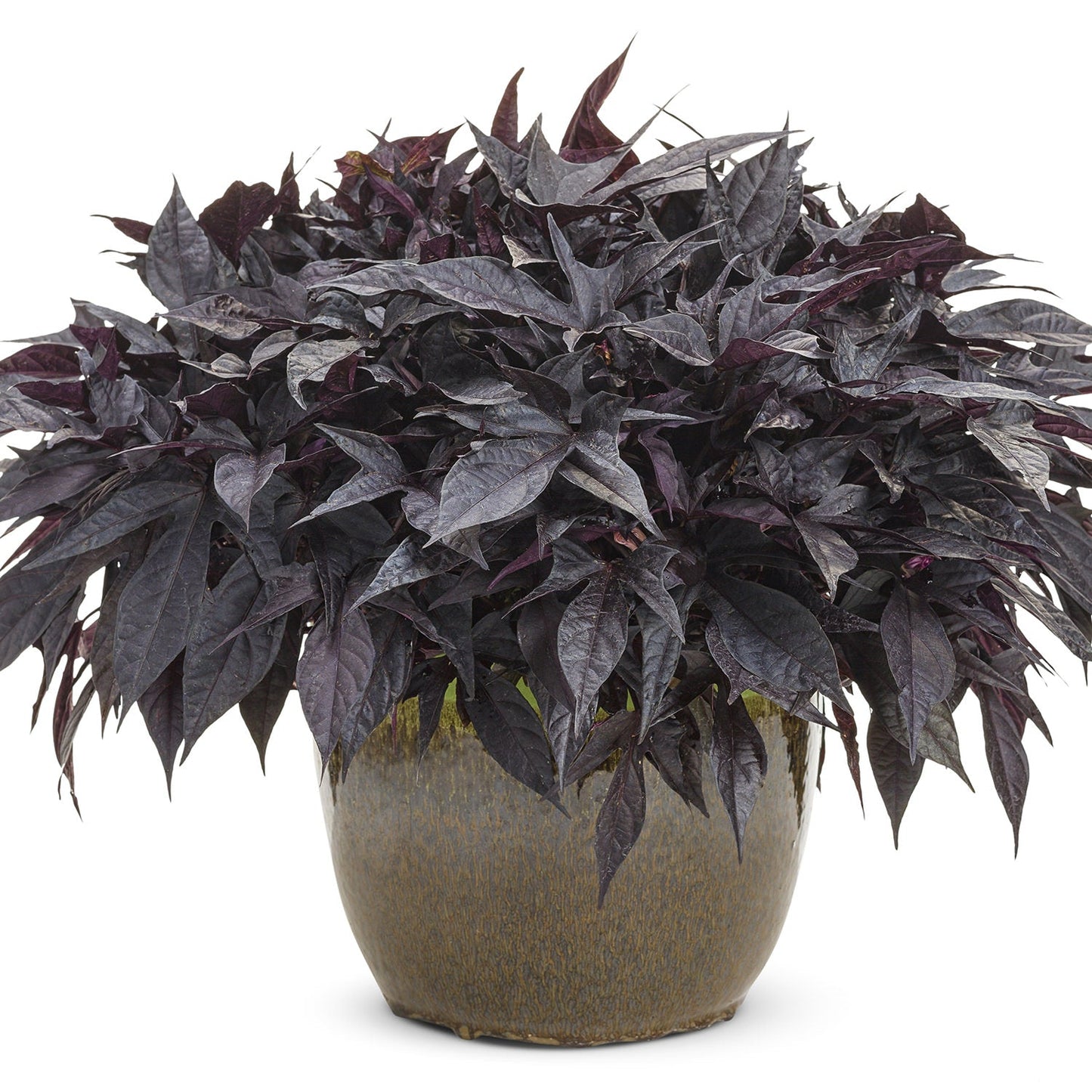 A potted Sweet Caroline Raven™ Ornamental Sweet Potato Vine (Ipomoea) with dense, pointed, dark purple leaves is displayed in a round, stone-like container against a white background - Photo Courtesy of Proven Winners, Inc. Decorative pot not included.