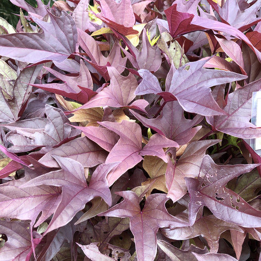 Sweet Caroline Red Hawk™ Ornamental Sweet Potato Vine (Ipomoea) - Photo Property of Garden Crossings LLC
