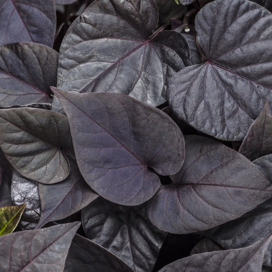 Sweet Caroline Sweetheart Jet Black™ Sweet Potato Vine (Ipomoea) - Photo Courtesy of Proven Winners, Inc.