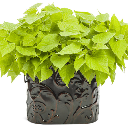 Sweet Caroline Sweetheart Lime Sweet Potato Vine (Ipomoea) - Photo Courtesy of Proven Winners, Inc.