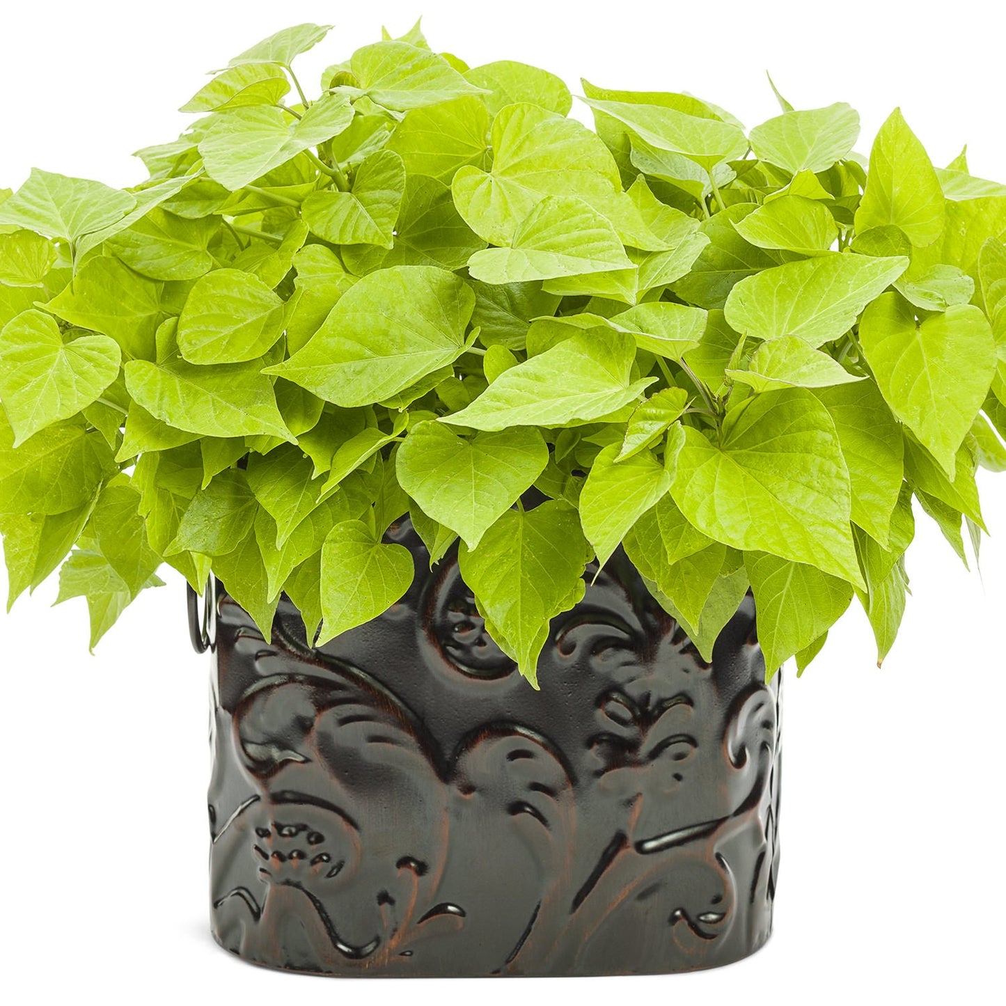 The Sweet Caroline Sweetheart Lime Sweet Potato Vine (Ipomoea) features heart-shaped, vibrant chartreuse leaves and is potted in a shiny, dark brown ceramic pot with a textured pattern. The background is plain white - Photo Courtesy of Proven Winners, Inc. Decorative pot not included.