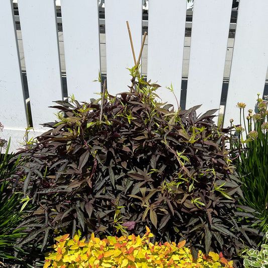Sweet Caroline Upside® Black Coffee™ Ornamental Sweet Potato Vine (Ipomoea) - Photo Property of Garden Crossings LLC
