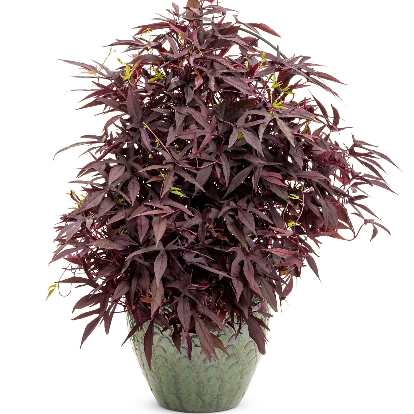 A lush Sweet Caroline Upside® Black Coffee™ Ornamental Sweet Potato Vine (Ipomoea) with slender, deep purple leaves in a green patterned pot, set against a white background - Photo Courtesy of Proven Winners, Inc. Decorative pot not included.