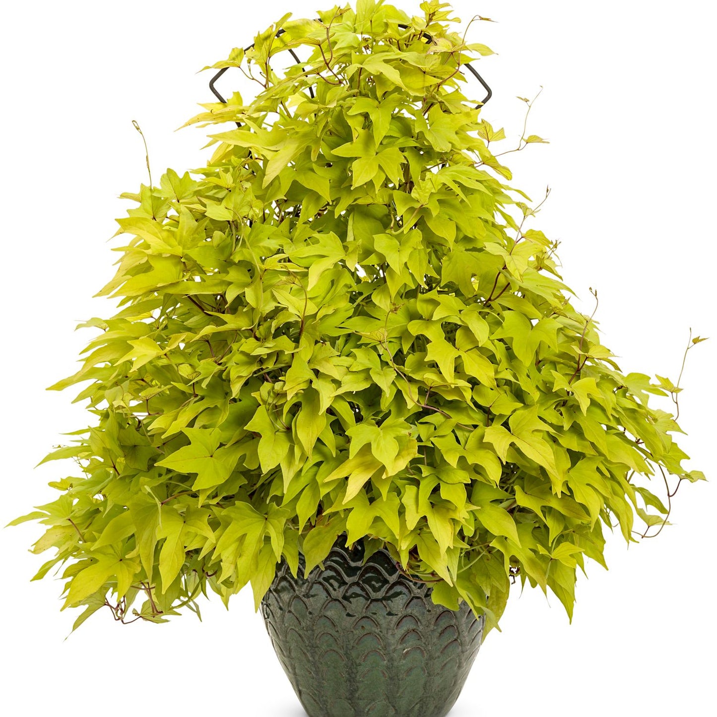 The Sweet Caroline Upside® Key Lime Ornamental Sweet Potato Vine (Ipomoea) features lush, vibrant green, triangular leaves in a dark textured planter, displayed against a white background - Photo Courtesy of Proven Winners, Inc. Decorative pot not included.