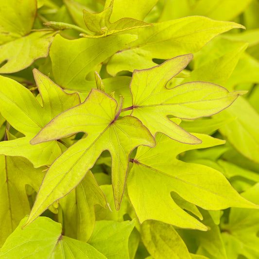 Sweet Caroline Upside® Key Lime Ornamental Sweet Potato Vine (Ipomoea) - Photo Courtesy of Proven Winners, Inc.