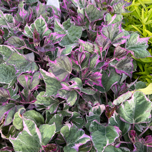 Tricolor Sweet Potato Vine (Ipomoea) - Photo Property of Garden Crossings LLC