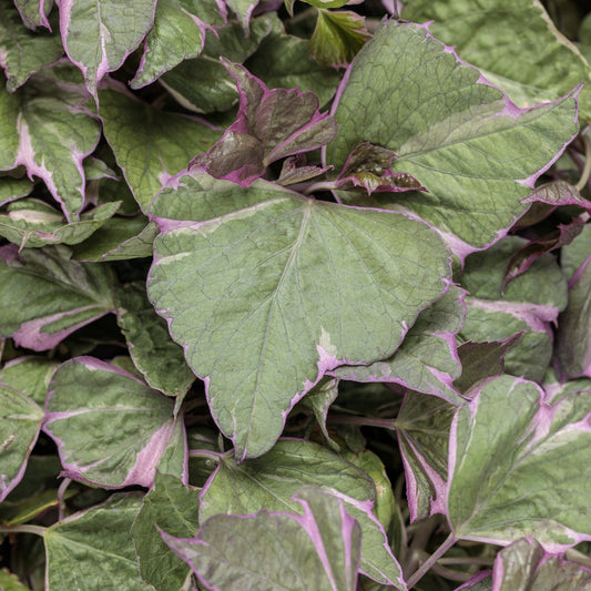 A close-up of Tricolor Sweet Potato Vine (Ipomoea) shows jagged leaves with light purple or pink borders and veins. This ornamental foliage overlaps, forming a dense, textured appearance - Photo Courtesy of Proven Winners, Inc.