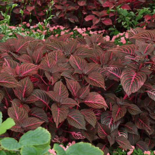 A lush cluster of Blazin' Rose' Blood Leaf (Iresine) showcases dark green leaves with vivid pink veins, complemented by small pink flowers and other greenery in a garden, creating a striking foliage display - Photo Courtesy of Ball Horticulture, Inc.