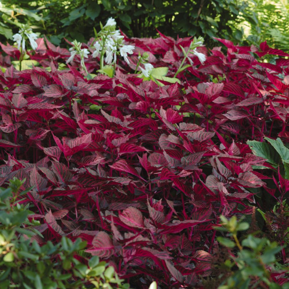 A dense cluster of Blazin' Rose' Blood Leaf (Iresine), celebrated for its vivid magenta-pink leaves, thrives in the garden amid lush green foliage with a few tall white flowers rising in the background - Photo Courtesy of Ball Horticulture, Inc.