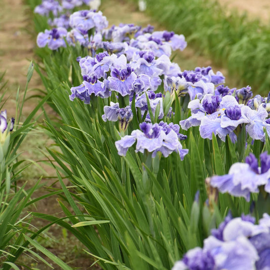 Center of Attention Japanese (Iris) - Photo Courtesy of Walters Gardens, Inc.