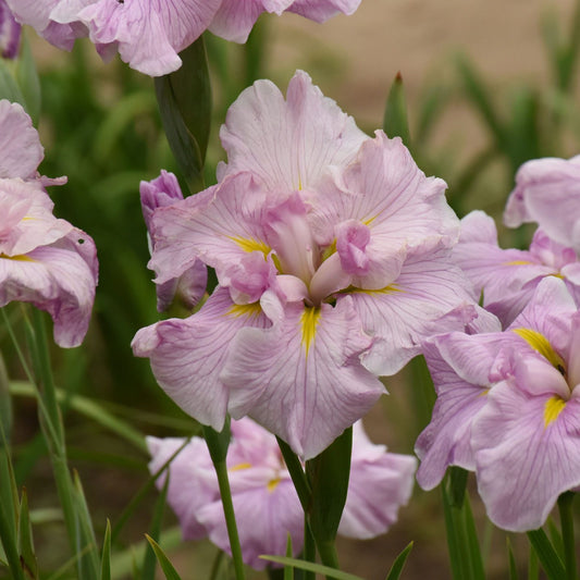 Pinkerton' Japanese (Iris) - Photo Courtesy of Walters Gardens, Inc.