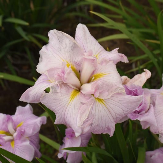Pinkerton' Japanese (Iris) - Photo Courtesy of Walters Gardens, Inc.