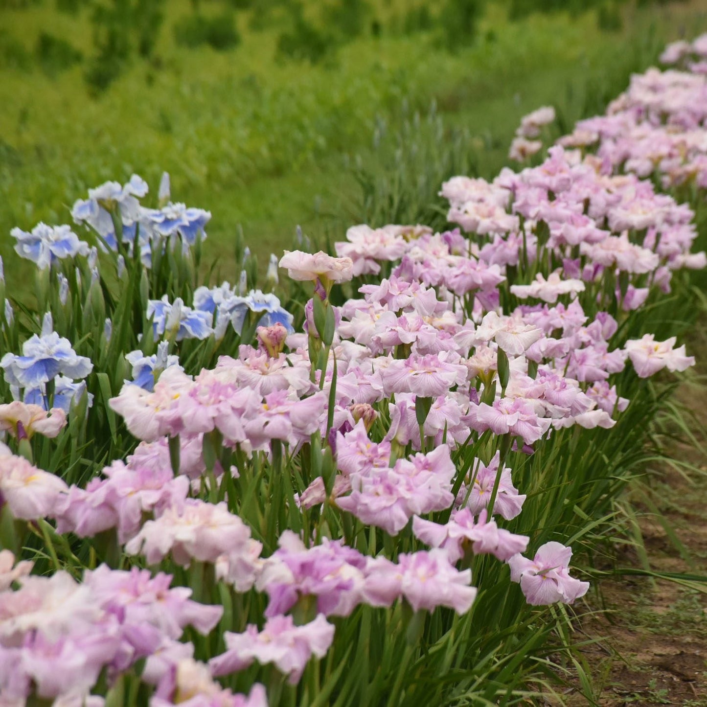 Rows of blooming 'Pinkerton' Japanese Iris, with pale pink flowers, grow in a garden bordered by green grass, creating a vibrant and colorful floral scene - Photo Courtesy of Walters Gardens, Inc.