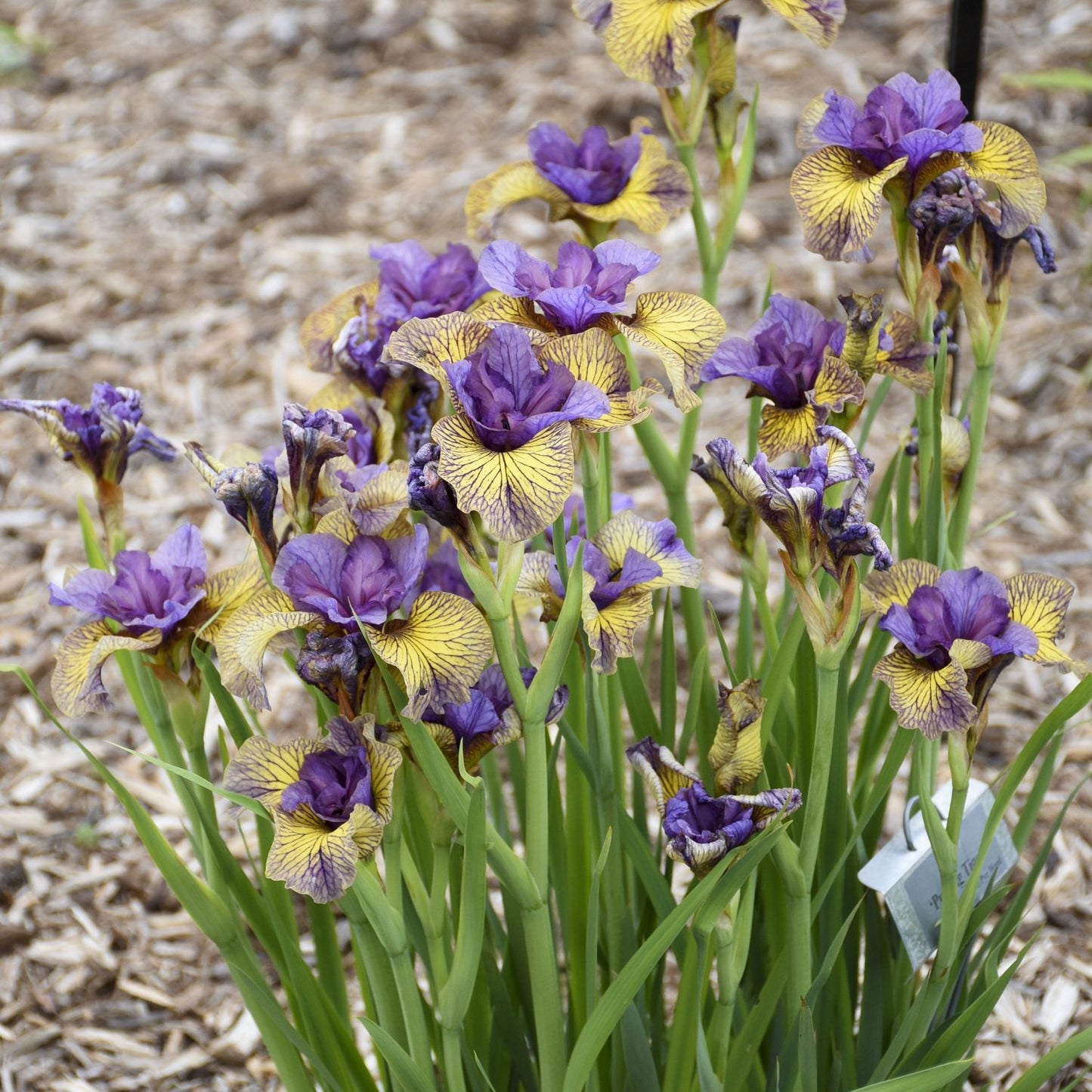 A cluster of 'Purring Tiger' Siberian Iris blooms with purple and yellow petals and green stems grows in a mulched garden bed - Photo Courtesy of Walters Gardens, Inc.