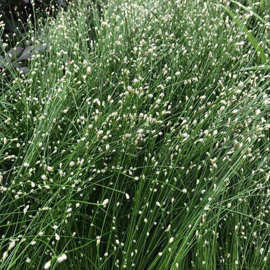 Graceful Grasses® Fiber Optic Grass (Isolepsis) - Photo Property of Garden Crossings LLC