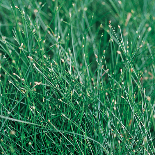 Graceful Grasses® Fiber Optic Grass (Isolepsis) - Photo Courtesy of Proven Winners, Inc.
