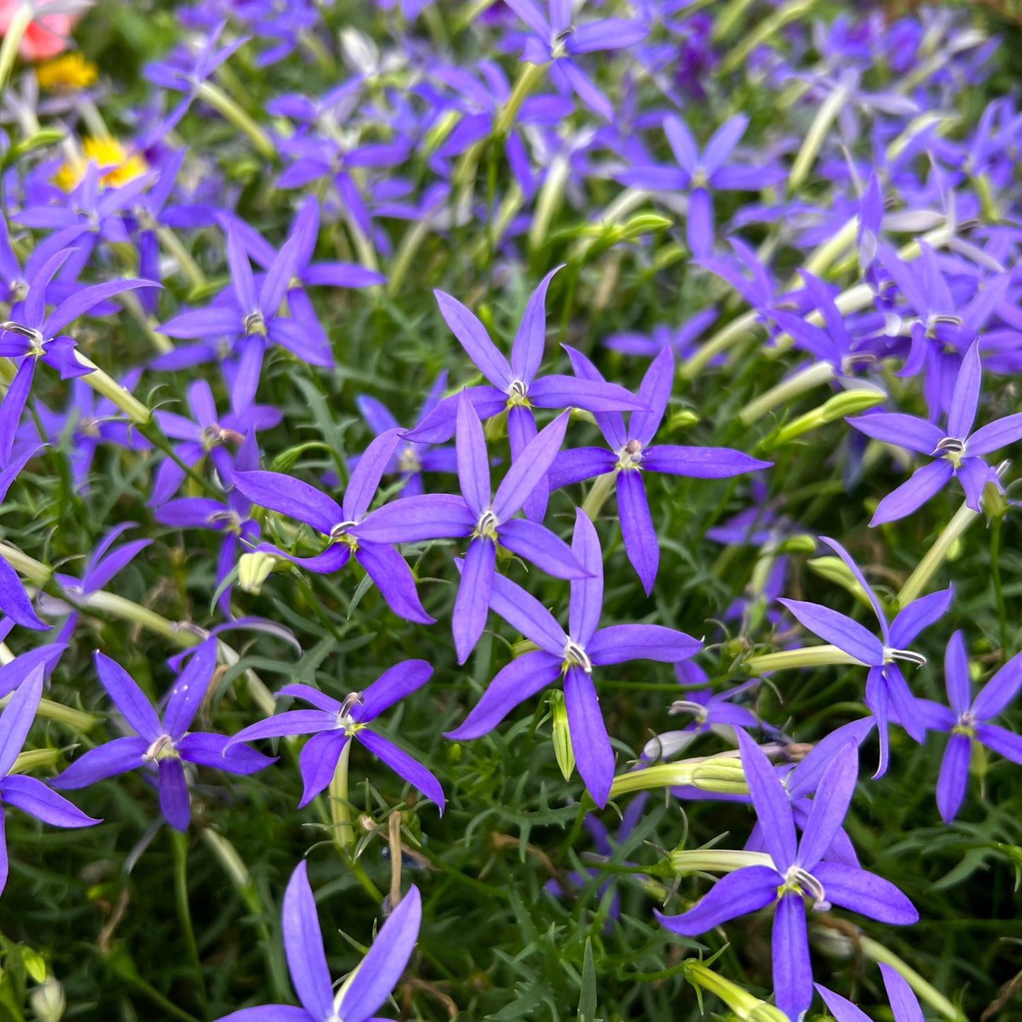 A cluster of Beth's Blue® Star Flower (Isotoma) displays star-shaped blooms with narrow petals and lush green foliage - Photo Property of Garden Crossings LLC.