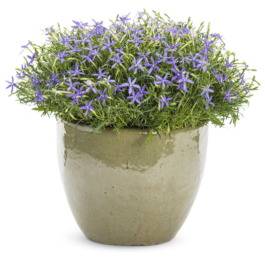 Beth's Blue® Star Flower (Isotoma) - Photo Courtesy of Proven Winners, Inc.