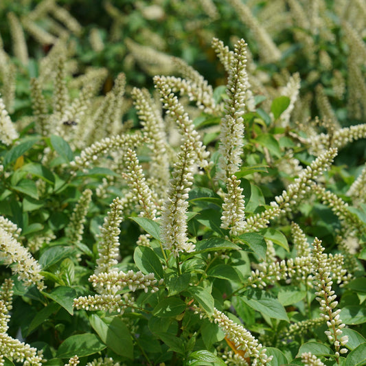 Clusters of fragrant white blooms rise above green leaves in a dense, sunlit garden. Fizzy Mizzy® Sweetspire (Itea)’s small flowers are packed tightly along upright stems, creating texture in these shade-tolerant shrubs. - Photo Courtesy of Proven Winners, Inc.