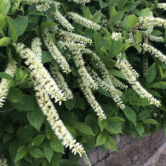 Little Henry® Sweetspire (Itea) - Photo Property of Garden Crossings LLC