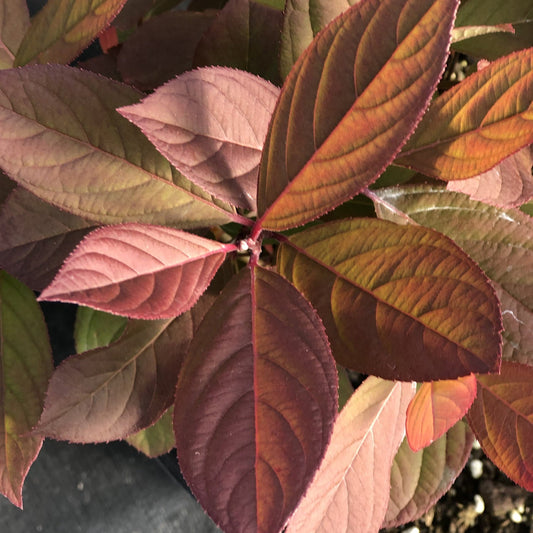 Close-up of overlapping reddish-brown, pink, and green leaves with prominent veins and glossy texture on the compact Little Henry® Sweetspire (Itea) shrub. Leaves grow from the central stem - Photo Property of Garden Crossings LLC.
