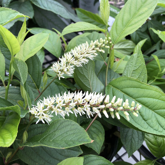 Scentlandia® Sweetspire (Itea) - Photo Property of Garden Crossings LLC