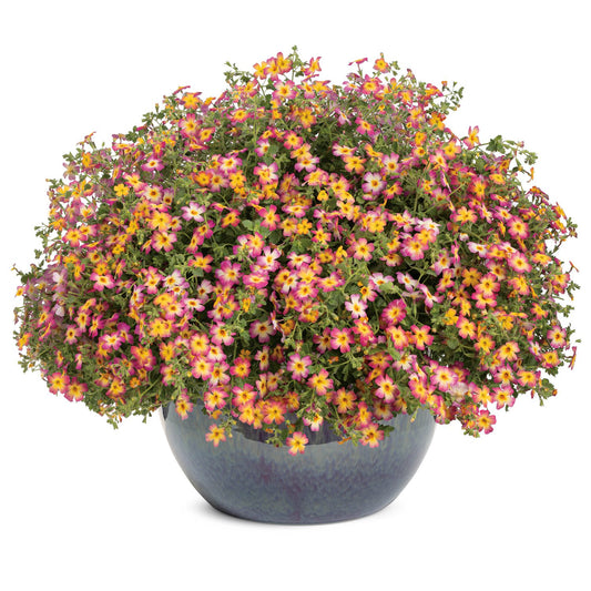 A round pot overflowing with Safari™ Dawn South African Phlox—heat-tolerant trailing flowers in pink, orange, and yellow star shapes - Photo Courtesy of Proven Winners, Inc. Decorative pot not included.
