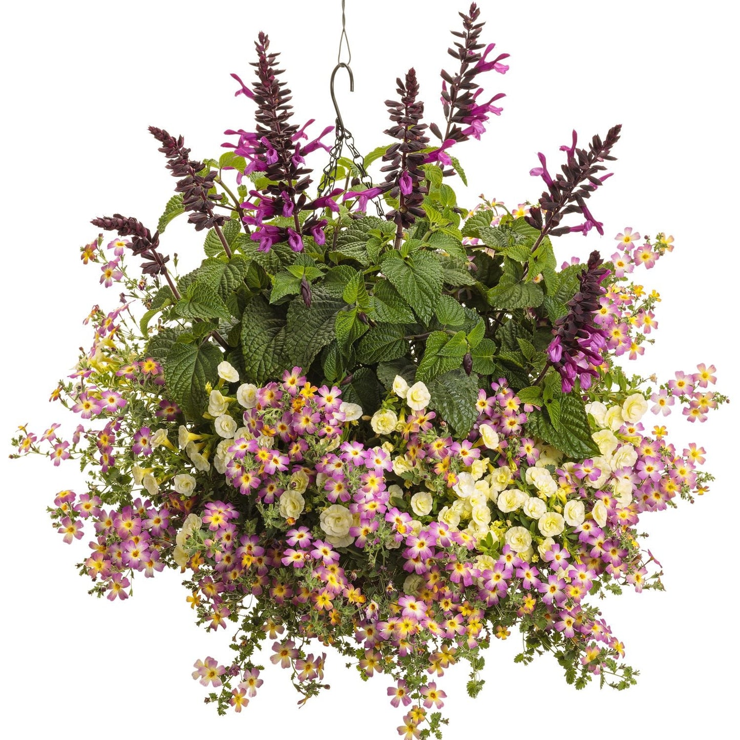 A hanging basket with lush green leaves and vibrant flowers—featuring heat-tolerant Safari™ Dawn South African Phlox (Jamesbrittenia) with small daisy-like blooms spilling from the pot and tall black salvia spikes with purple tubular blooms - Photo Courtesy of Proven Winners, Inc. Decorative pot not included.