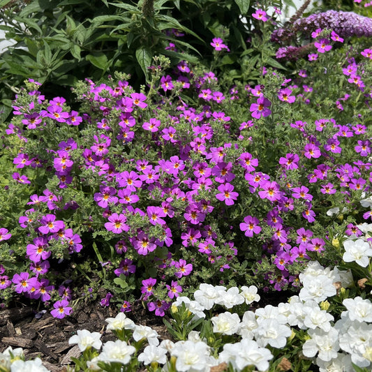 A garden scene with vibrant purple Safari™ Dusk™ South African Phlox (Jamesbrittenia), a heat-tolerant trailing plant, nestled among lush foliage and white blooms - Photo Property of Garden Crossings LLC.