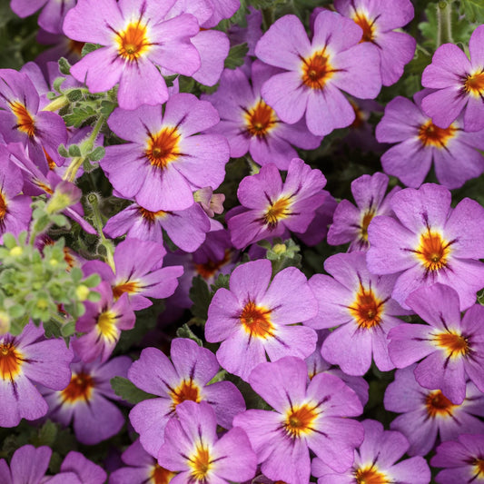 A cluster of vibrant purple Safari™ Dusk™ South African Phlox (Jamesbrittenia) flowers with yellow and red centers, surrounded by green foliage - Photo Courtesy of Proven Winners, Inc.