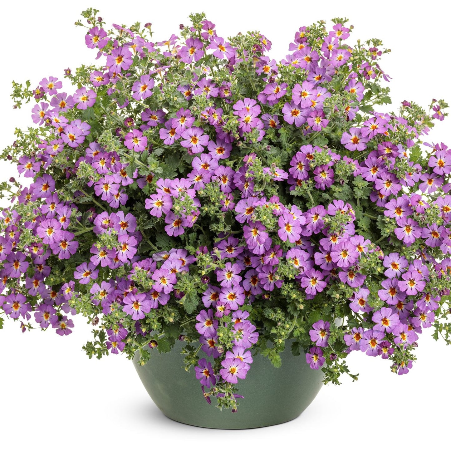 A green pot overflows with lush greenery and dense clusters of small purple Safari™ Dusk™ South African Phlox (Jamesbrittenia) flowers, each with a yellow center - Photo Courtesy of Proven Winners, Inc. Decorative pot not included.