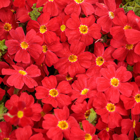 Safari® Lava Flow South African Phlox (Jamesbrittenia) features vibrant red blooms with yellow centers and green foliage - Photo Courtesy of Proven Winners, Inc.