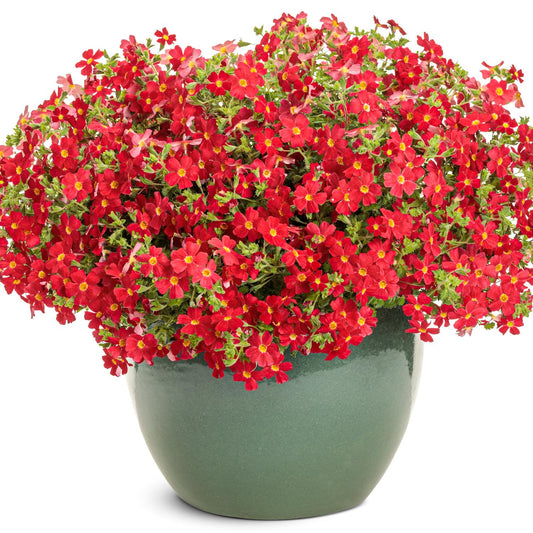 A green ceramic pot displays vibrant red Safari® Lava Flow South African Phlox (Jamesbrittenia) with yellow centers and lush green foliage, set against a white background - Photo Courtesy of Proven Winners, Inc. Decorative pot not included.