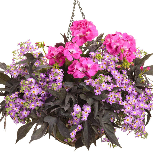 A hanging basket showcases Safari™ Sky South African Phlox (Jamesbrittenia) with vibrant lavender-purple blooms featuring yellow centers and deep green foliage with some larger pink flowers in the center fo the basket - Photo Courtesy of Proven Winners, Inc. Decorative pot not included.