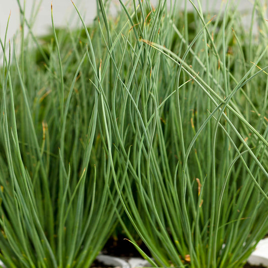 Close-up of tall, slender Graceful Grasses® Blue Mohawk® Rush (Juncus) plants with upright green leaves, some tipped brown, growing in a container; softly blurred background - Photo Courtesy of Proven Winners, Inc.