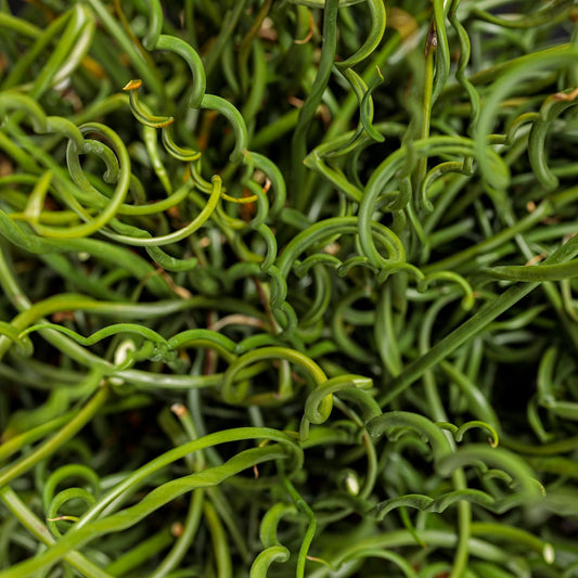 Close-up of vibrant green blades from Graceful Grasses® Curly Wurly Rush (Juncus), densely packed and twisting in various directions to form an intricate, textured natural pattern - Photo Courtesy of Proven Winners, Inc.