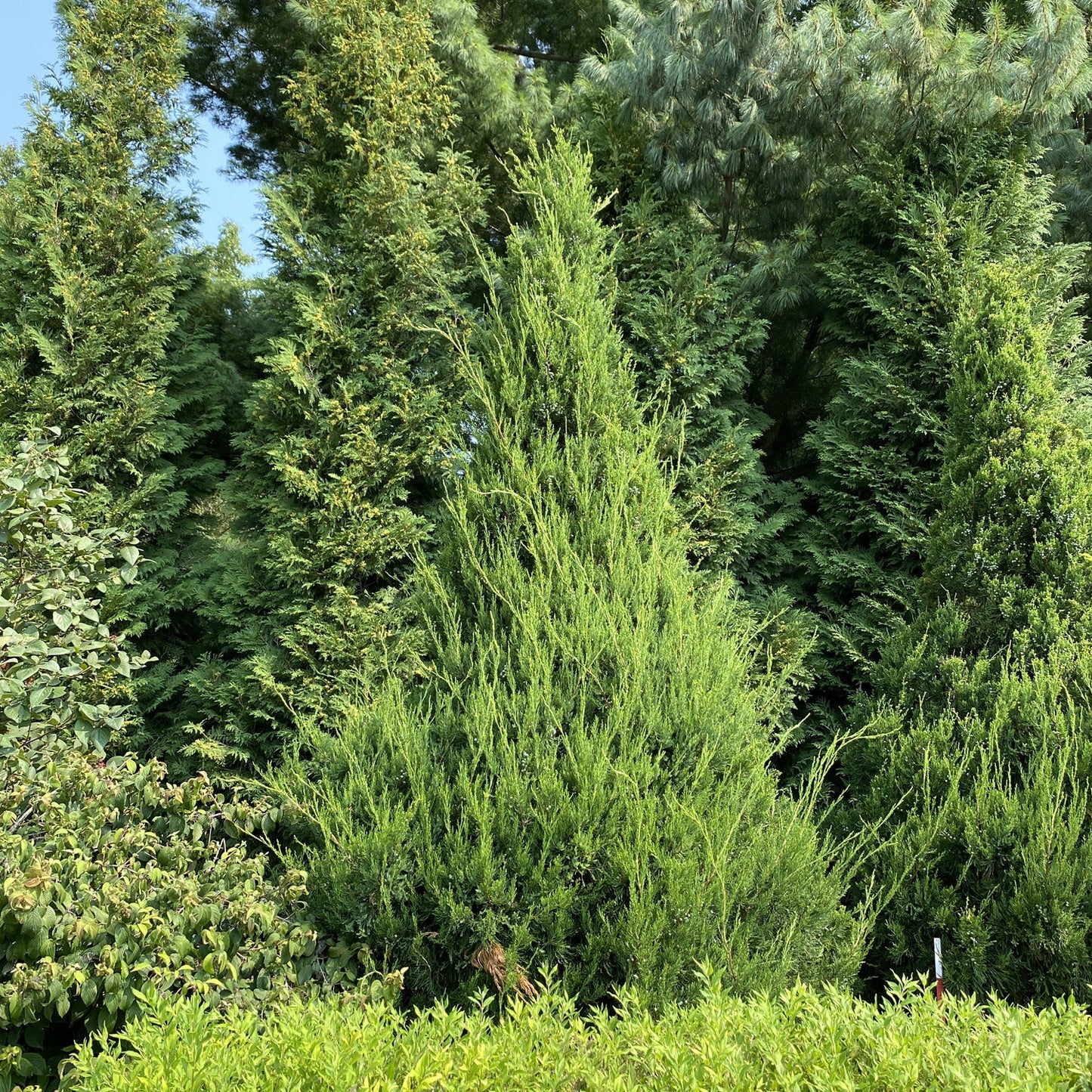 A lush landscape featuring a prominent Gin Fizz® Juniper (Juniperus) with its conical green form, surrounded by evergreen trees, shrubs, and tall leafy trees under clear skies - Photo Property of Garden Crossings LLC.