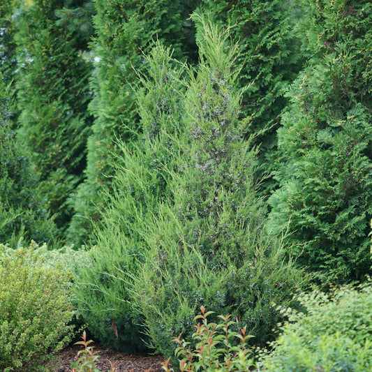 The Gin Fizz® Juniper (Juniperus) is a tall, dense evergreen shrub with lush, feathery foliage in varying green shades, adding vibrant color and texture among other plants in a landscaped garden - Photo Courtesy of Proven Winners, Inc.